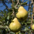 grusza-bonkreta-williamsa4.jpg