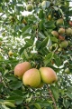 grusza-lipcowka-kolorowa4.jpg