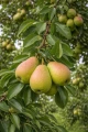 grusza-lipcowka-kolorowa5.jpg