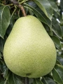 grusza-lukasowka7.jpg