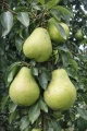 grusza-lukasowka8.jpg