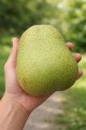 grusza-margarita-marguerite-marillat3.jpg