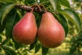 grusza-red-bonkreta-williamsa3.jpg