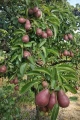 grusza-red-bonkreta-williamsa4.jpg