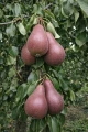 grusza-red-bonkreta-williamsa2.jpg