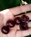 wisnia-kelleris-16-1.jpg