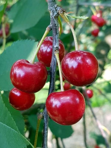 wisnia-nefris.jpg