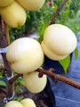 brzoskwinia-biala-ice-peach-lodowa.jpg