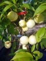 brzoskwinia-biala-ice-peach-lodowa1.jpg