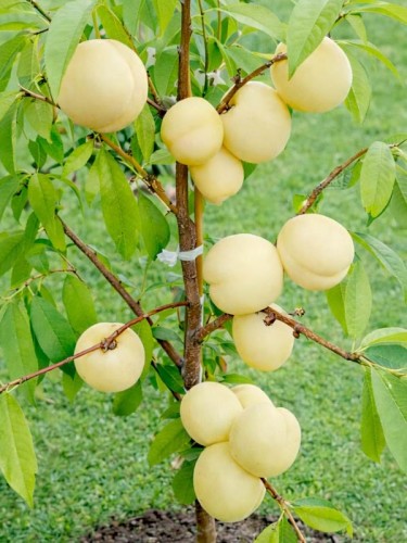 brzoskwinia-biala-ice-peach-lodowa2.jpg