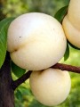 brzoskwinia-biala-ice-peach-lodowa4.jpg