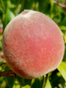 Brzoskwinia Redhaven