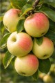jablon-ananas-berzenicki1.jpg