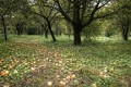 jablon-ananas-berzenicki2.jpg