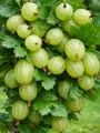 agrest-hinnonmaki-green.jpg