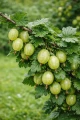 agrest-hinnonmaki-green1.jpg