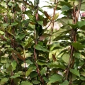 wiciokrzew-japonski-purpurea1.jpg