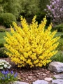 forsycja-goldzauber.jpg