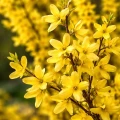 forsycja-goldzauber2.jpg