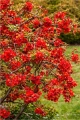 pigwowiec-posredni-nicoline3.jpg