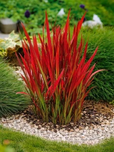 Imperata cylindryczna Red Baron w doniczce