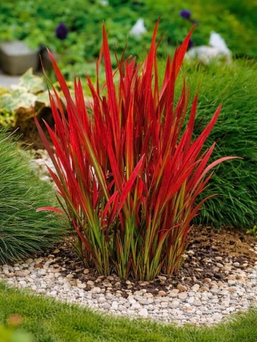 imperata-cylindryczna-red-baron.jpg
