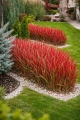imperata-cylindryczna-red-baron1.jpg