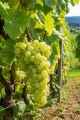 winorosl-jasna-Seyval-Blanc1.jpg