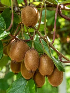 Aktinidia smakowita mini Kiwi Jenny (obupłciowa)