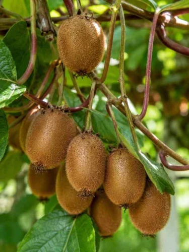 aktinidia-smakowita-mini-Kiwi-jenny-obuplciowa.jpg