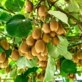 aktinidia-smakowita-mini-Kiwi-jenny-obuplciowa1.jpg