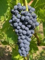 winorosl-ciemna-cabernet-cantor.jpg