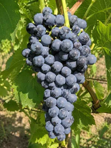 winorosl-ciemna-cabernet-cantor.jpg
