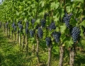 winorosl-ciemna-cabernet-cantor1.jpg