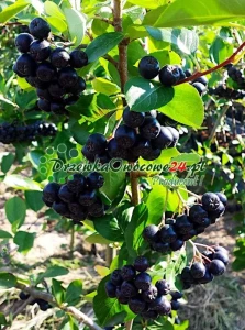Aronia śliwolistna Nero