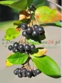 aronia-czarnoowocowa2.webp
