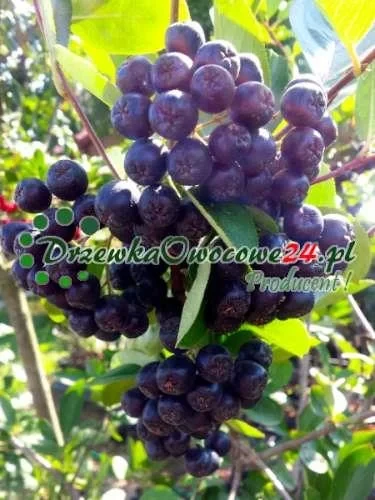 aronia-czarnoowocowa.webp
