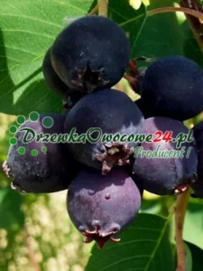 Świdośliwa olcholistna Honeywood
