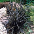 konwalnik-plaskopedowy-nigrescens-3.jpg