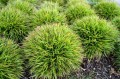 Kosmatka-Igel-2.jpg