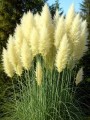 trawa-pampasowa-biala-white-feather6.jpg