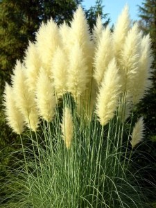 Trawa pampasowa White Feather w doniczce