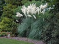 trawa-pampasowa-biala-white-feather.jpg