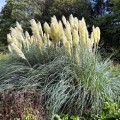 trawa-pampasowa-biala-white-feather3.jpg