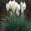 trawa-pampasowa-biala-white-feather5.jpg