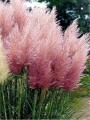 Trawa-pampasowa-PINK-FEATHER 6.jpg