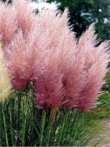 Trawa pampasowa Pink Feather w doniczce