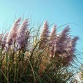 Trawa-pampasowa-PINK-FEATHER 3.jpg