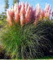 Trawa-pampasowa-PINK-FEATHER 4.jpg