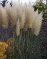 TRAWA-PAMPASOWA-KORTADERIA-SELLOANA2.jpg